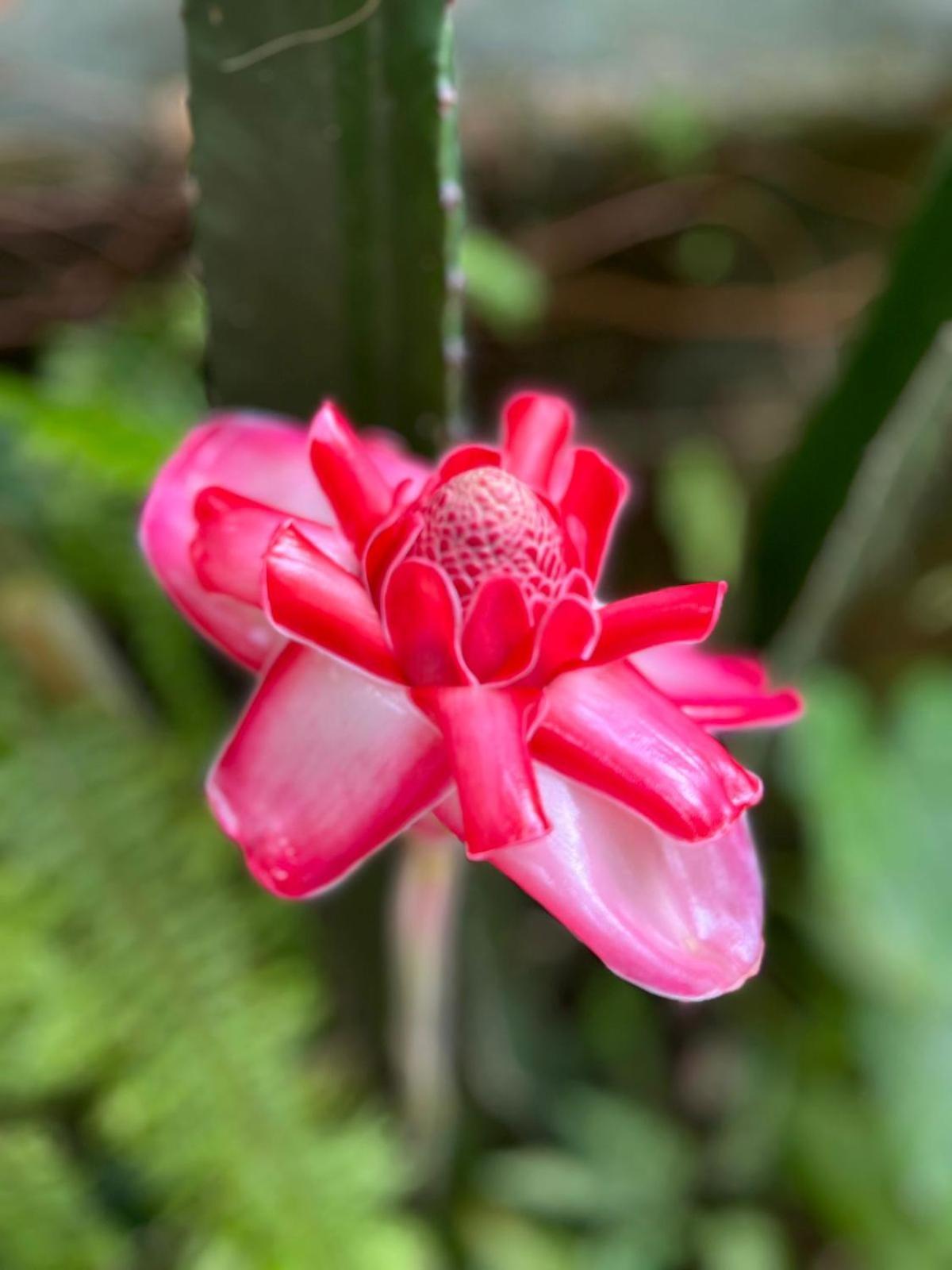 Recanto Toca Das Plantas De Ilhabela I ภายนอก รูปภาพ