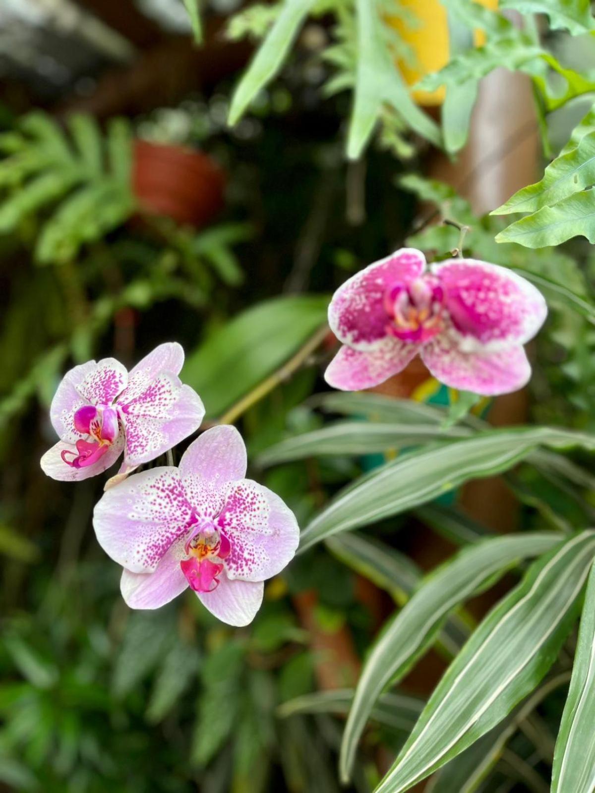 Recanto Toca Das Plantas De Ilhabela I ภายนอก รูปภาพ