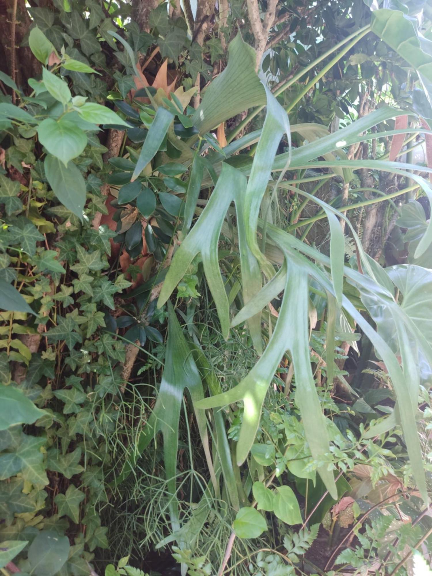 Recanto Toca Das Plantas De Ilhabela I ห้อง รูปภาพ